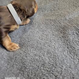 Dachshund Puppies from Weenies on the Lake