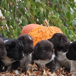 Newfoundland puppies from Newfforu