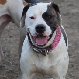 Glory - American Bulldog
