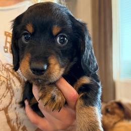Black and Tan - Black and tan male Dachshund puppy in Fort Worth, Texas from Honey B’s Doxies