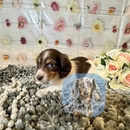 Rose - Piebald female Dachshund puppy in Adamsville, Tennessee from Shiloh Ridge Dachshunds