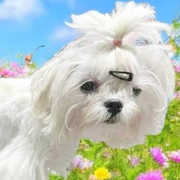 Parker - White male Maltese puppy in Mooresville, North Carolina from Clearview Canines