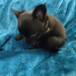 Boy 1 - Chihuahua puppy in Chapin, South Carolina from Annabelle's Wish Chihuahua's