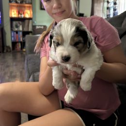 Miniature American Shepherd Puppies from TimberRidge