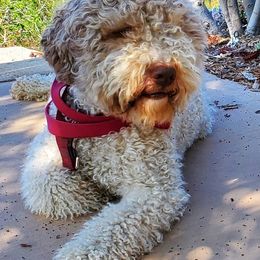 Lagotti Romagnoli from Flying Curls Lagotto Romagnolo