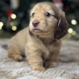 Sugar - Cream female Dachshund puppy in Cherry Valley, California from Sugar and Spice Dachshunds