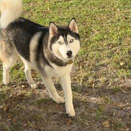 Tymber Amenadiel - Black and white male Siberian Husky puppy in Ocala, Florida from Clover's Legacy Siberians