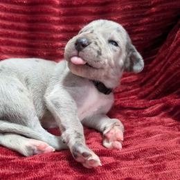 Kenickie - Merle male Great Dane puppy in Bay City, Michigan from Monarch Danes