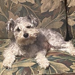 Daisy - Miniature Schnauzer