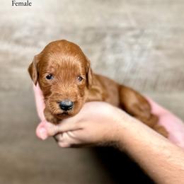 Kinsley - Red  female Goldendoodle puppy in Abilene, Texas from Mesquite Kennels