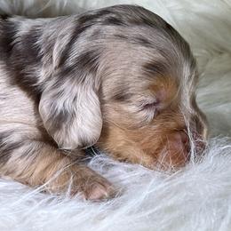 Chocolate dapple girl - Dapple female Dachshund puppy in Oregon from SoCo Dachshunds