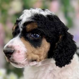 Chasing Sunshine (Chase) - Phantom male Poodle puppy in Middlebourne, West Virginia from El Silencio Standard Poodles