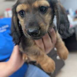Sable - Sable female Dachshund puppy in Tulsa, Oklahoma from Eternal Puff AKC Lhasa Apsos OR AKC Miniature Long Haired Dachshunds