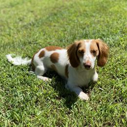Sami - Dachshund