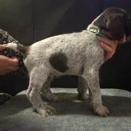 Mr. Green - Liver male German Wirehaired Pointer puppy in Madison, Missouri from Show Me Kennels