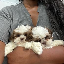 Shih Tzu puppies from House of Paws Heritage Nursery