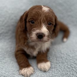 Tucker - Red  male Goldendoodle puppy in Kansas City, Kansas from Bella & Ivy’s Mini Goldendoodles of KC