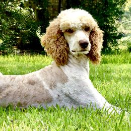 Poodles from East Bunch Poodles
