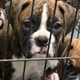 Boxer Puppies from Twinbrook Boxers