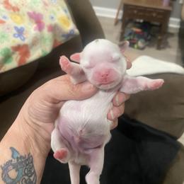 Boy 3 - White male Shih Tzu puppy in Alexander, Arkansas from TnT Shih Tzu