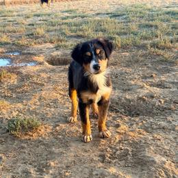 Rain - Black tri-color male Australian Shepherd puppy in Mineral Wells, Texas from A6 Australian Shepards