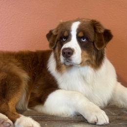 Quolt - Australian Shepherd
