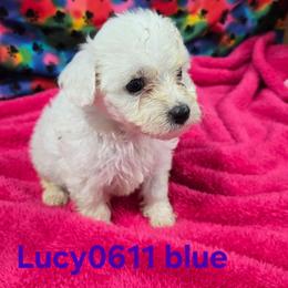 Lucy - White female Bichon Frise puppy in Neosho, Missouri from Cooley's Cuddle Pups