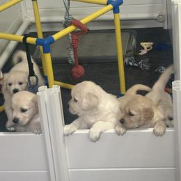 Golden Retriever puppies from Roberts Golden Retrievers