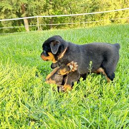 Rottweiler Puppies from Cross Creek Rottweilers
