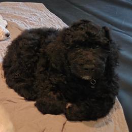 CAPONE - Black male Poodle puppy in Aurora, Colorado from Simply Amazing Doodles