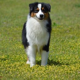 Charli - Australian Shepherd
