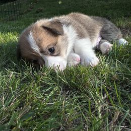 Pembroke Welsh Corgi Puppies from Ok hear me out. Corgis