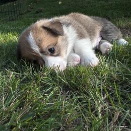 Pembroke Welsh Corgi Puppies from Ok hear me out. Corgis