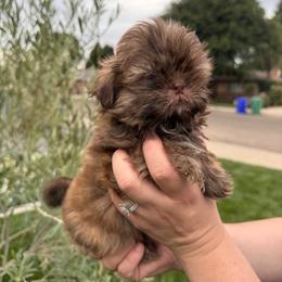 Pebble - Liver male Shih Tzu puppy in Porterville, California from Moore Shih Tzus