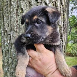 German Shepherd Puppies from Fern Hill Kennel