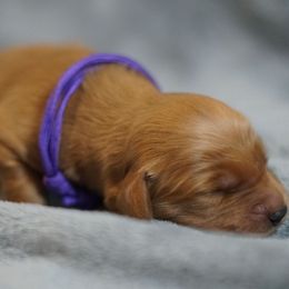 Purple Girl - Dark golden female Golden Retriever puppy in Ozark, Alabama from Nomadic Reds Golden Retrievers