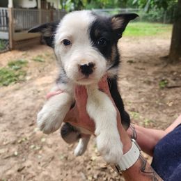 Boy 1 - Tri-color male Border Collie puppy in Dawsonville, Georgia from BC Dogs at the Rodgers