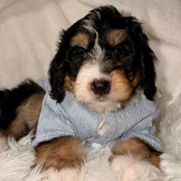 Confetti - Tri-color male Bernedoodle puppy in Beecher, Illinois from Erica’s Doodles
