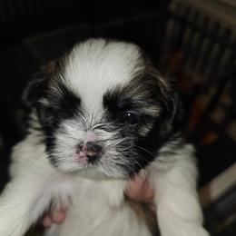 Girl 2 - Tricolor female Shih Tzu puppy in Havelock, North Carolina from Sugar Paws Heavenly Shih Tzu’s