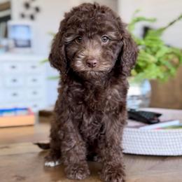 Cherry - Chocolate female Goldendoodle puppy in St George, Utah from Doodle Bears of Southern Utah