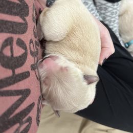 Golden Retriever Puppies from Mia Ragazza Golden Retrievers