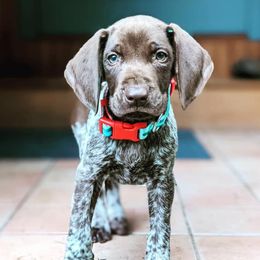 German Shorthaired Pointers from Merrymeeting Kennels