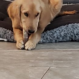 Golden Retriever Puppies from Nutmeg's Golden Puppy Dog