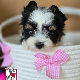 Dylan - Black tan and white female Biewer Terrier puppy in California from Corazon de gigante