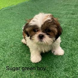 Green boy 3 - Black and tan male Shih Tzu puppy in Zeigler, Illinois from Dandy Little  Shih Tzu, Shih Poo's and Toy Poodles