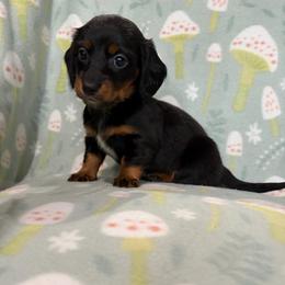Mila - Black and tan female Dachshund puppy in Temple, Texas from Brit’s Doxie Crossing