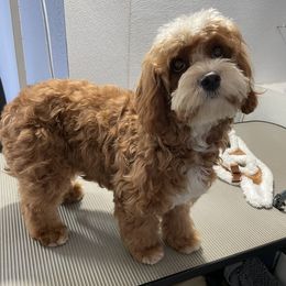 Boba - Cavapoo