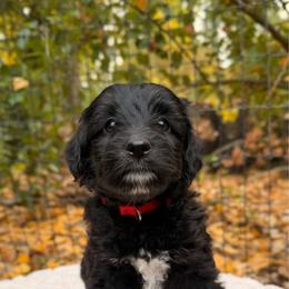 Wednesday - Black and white female Aussiedoodle puppy in Mulino, Oregon from Korbella Farm