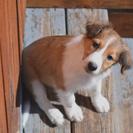 Peekaboo - Sable and white Old Time Scotch Collie puppy in Conifer, Colorado from Secret Spring Ranch