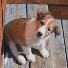 Peekaboo - Sable and white Old Time Scotch Collie puppy in Conifer, Colorado from Secret Spring Ranch